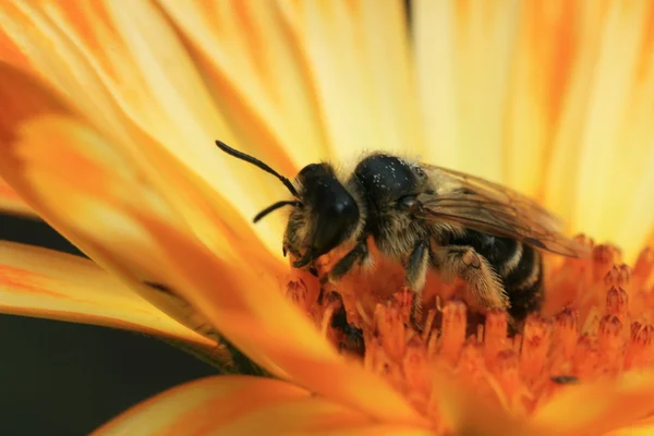 stock image Bee