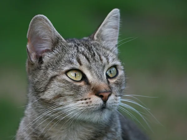 stock image Cat