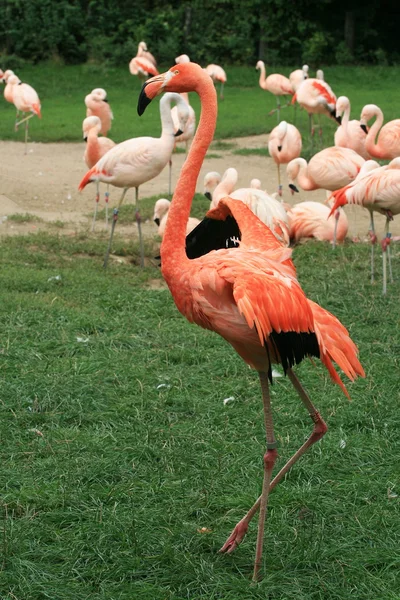 Flamingo Ordförande — Stockfoto