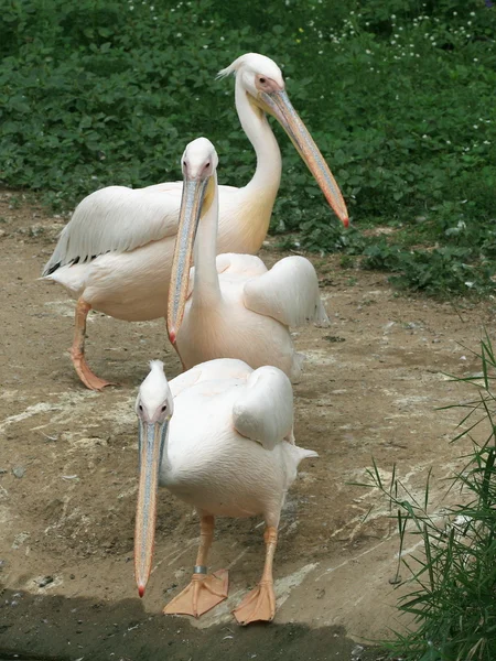 Три Пелікани — стокове фото
