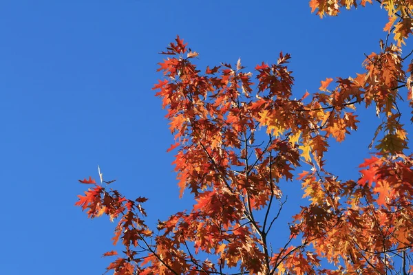 Stock image Autumn