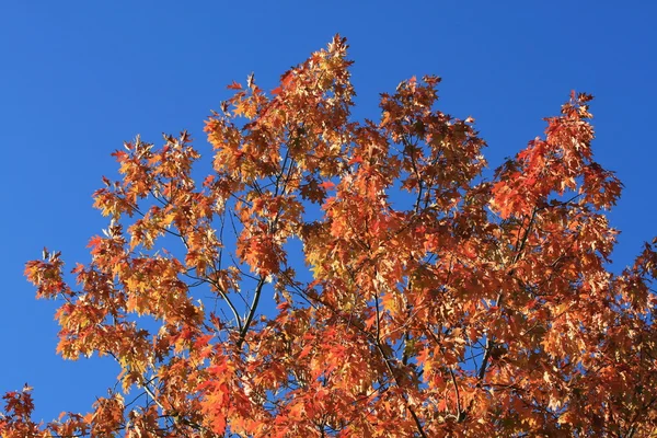 Stock image Autumn