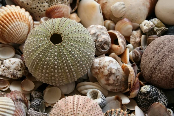 Stock image The shells