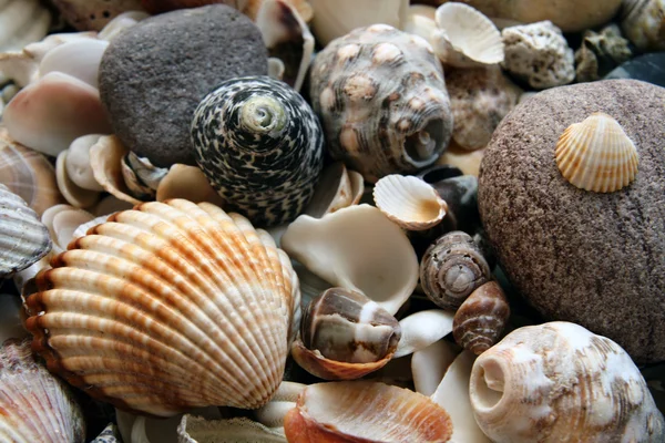 stock image The shells