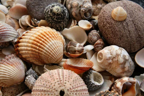 stock image The shells