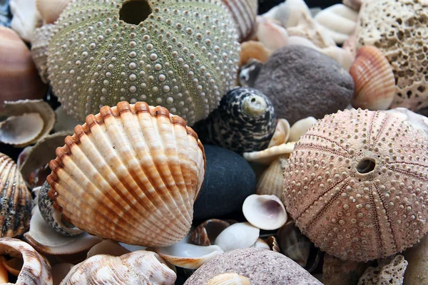 stock image The shells