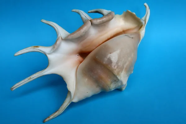 stock image The sea-shell