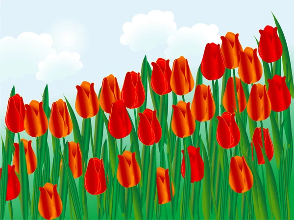 Tulipes — Image vectorielle