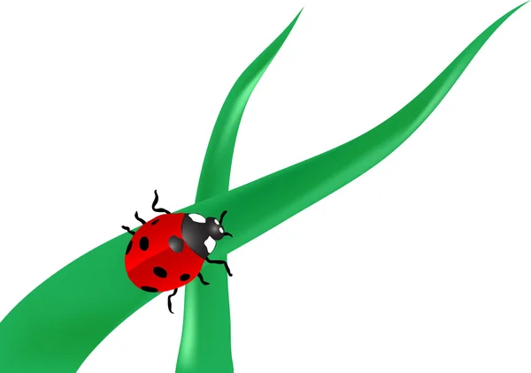 Ladybird — Stockový vektor