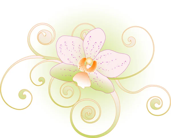 Orchid — Stock Vector