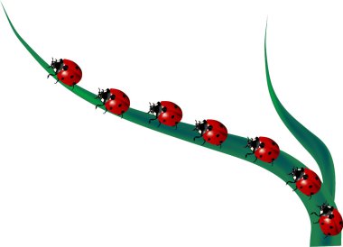 Line of ladybirds clipart