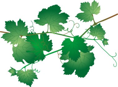 Vine leaves clipart