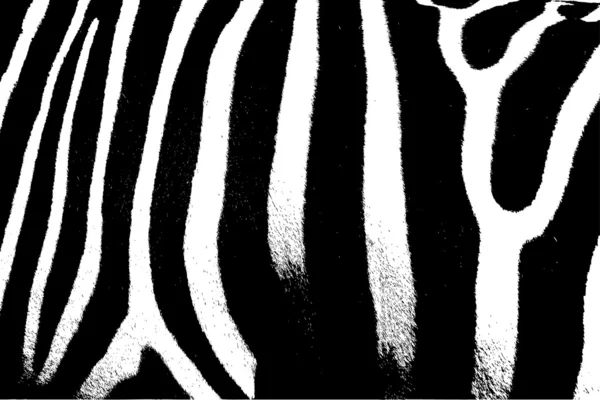 Zebra — Stock Vector