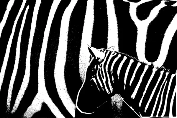 Zebra. — Vetor de Stock