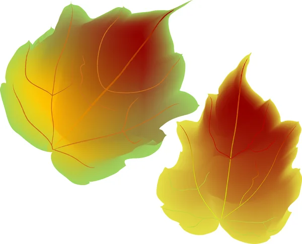 Φύλλα φθινοπώρου — Διανυσματικό Αρχείο