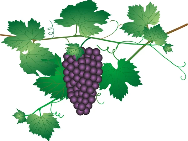 Egy csomó szőlő — Stock Vector