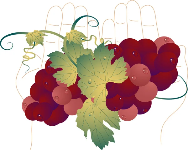 Виноград в пальмах — стоковый вектор