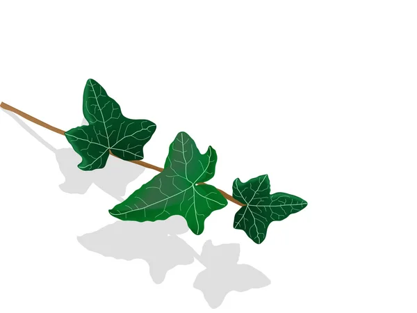 Плющ листя — стоковий вектор