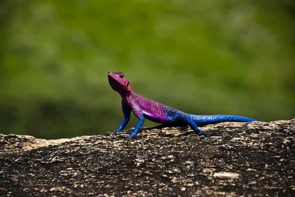 stock image Agama Lizard