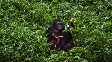 orangutan anne ve bebek