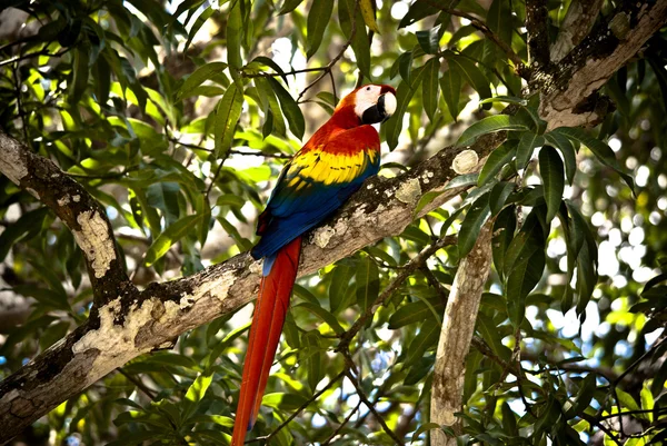 stock image Scarlet macaw parrot