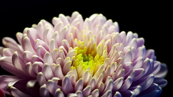 stock image Chrysanthemum