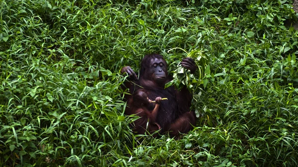 stock image Orangutan mother and baby