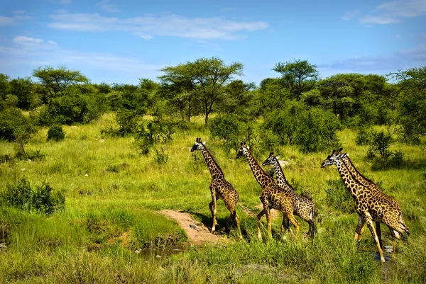 Girafas Imagem De Stock
