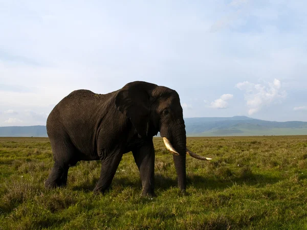 Слон в Нгоронгоро — стоковое фото