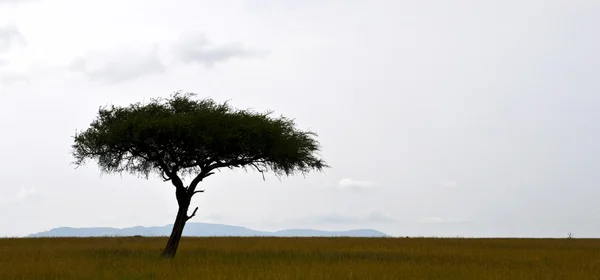 Дерево в Серенгети — стоковое фото