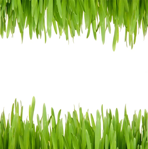 Свіжої весняної трави — стокове фото