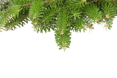 Background with pine branches clipart