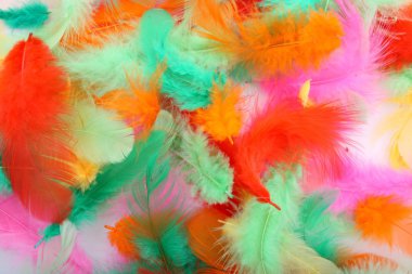 Colorfull feathers as backgrou clipart