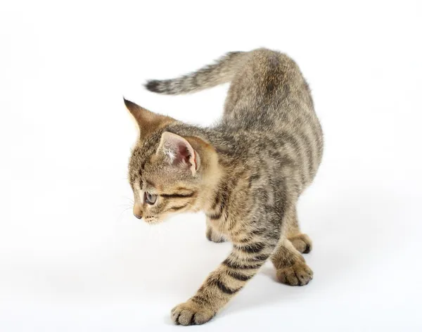 Kucing kecil — Stok Foto