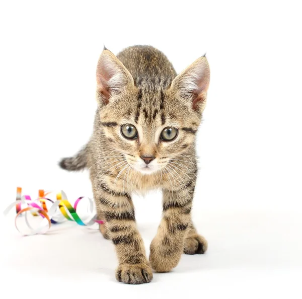 Mladá kočka — Stock fotografie