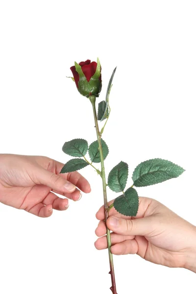 Two hands and rose — Stock Photo, Image