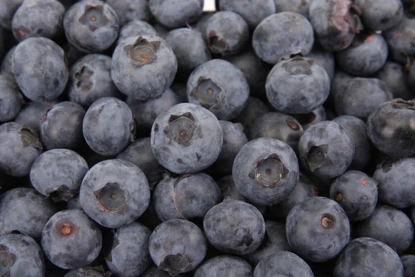 stock image Bilberry