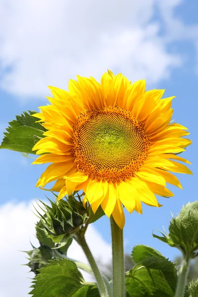 stock image Sunflower