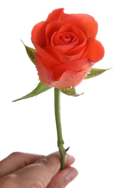 Handing a rose — Stock Photo, Image