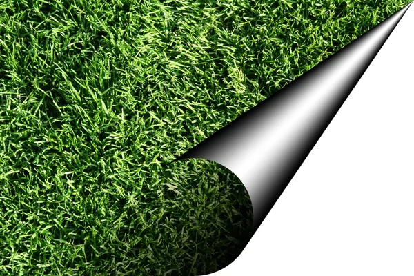Zielony arkusz trawy — Zdjęcie stockowe