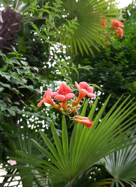 stock image Red flower on green leaves