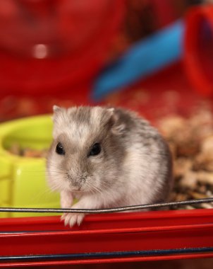 Little hamster clipart