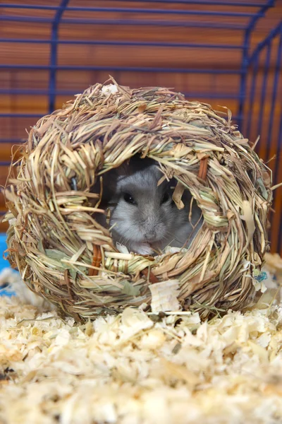 stock image Hamster