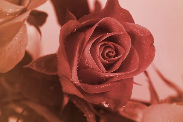Sepia Retro Rose — Stockfoto
