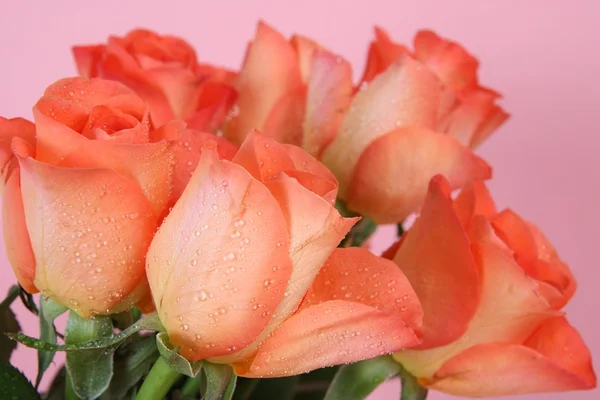 オレンジ色のバラ — ストック写真