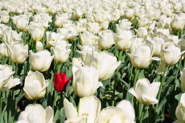 stock image Alone red tupil on field of white