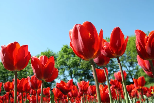 Bei tulipani rossi — Foto Stock
