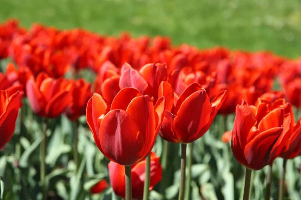 Hermosos tulipanes rojos o — Foto de Stock