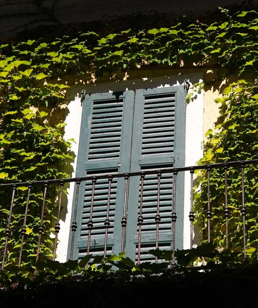 Window with ivy — Stock Photo, Image
