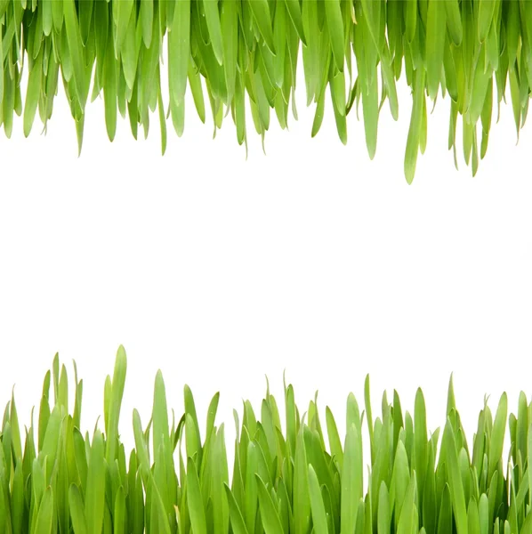 Fresh spring grass frame — Stock Photo, Image